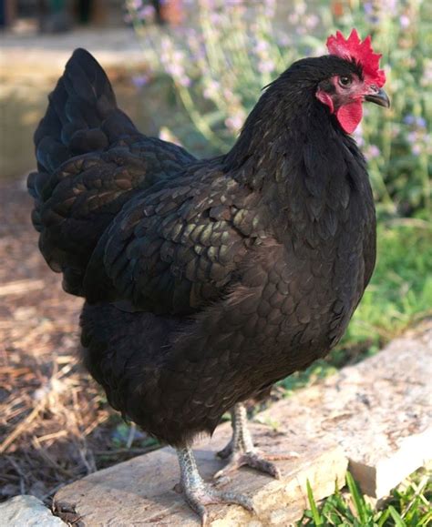 Black Australorp Characteristics | Modern Farming Methods | Chickens ...