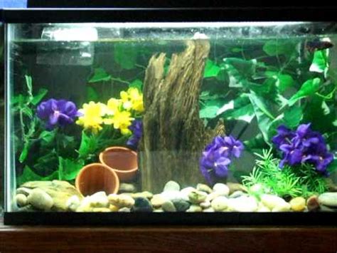 10 Gallon Betta Fish Tank - YouTube