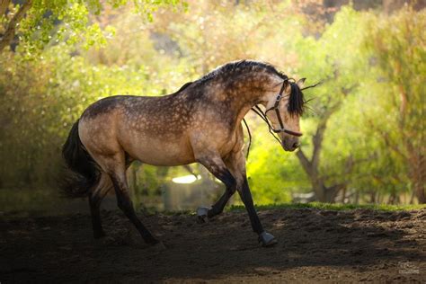 Buckskin dapple horse | Buckskin horse, Horses, Beautiful horses