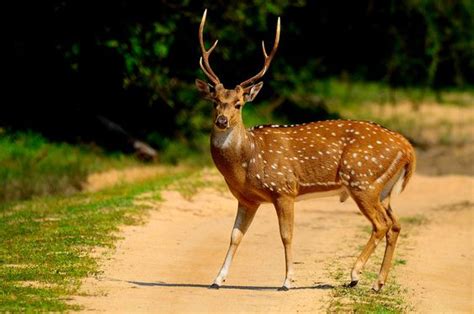 Spotted Deer - Indian Subcontinent Animal | Taman Safari Bali