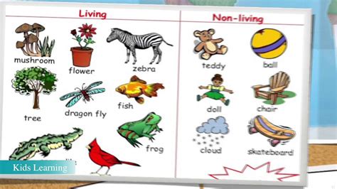 Living and Nonliving Things - Lesson for kids 2016 - YouTube