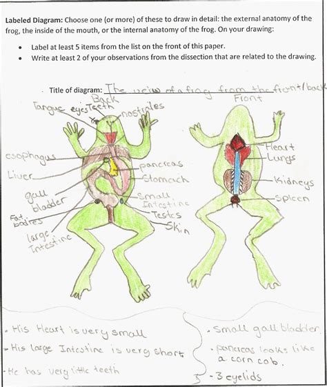 Virtual frog dissection with worksheet - styleslalaf