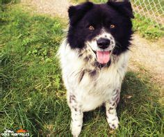 Akita blue heeler mix | Akita, Heeler mix, Blue heeler