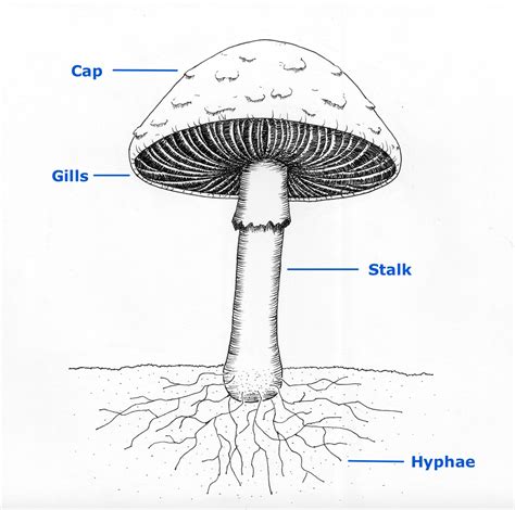 Fungi — Science Learning Hub