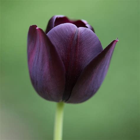 Buy single late tulip bulbs Tulipa 'Queen of Night'