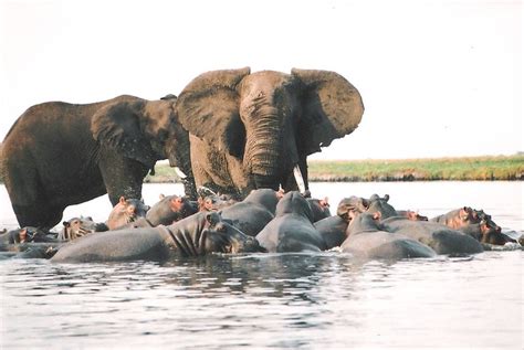 Elephant vs hippo | Flickr - Photo Sharing!