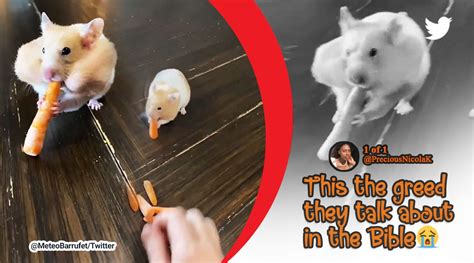 Watch: Adorable hamster fits nine baby carrots in its cheeks | Trending ...