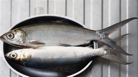 How to Debone Bangus At Home | Yummy.ph