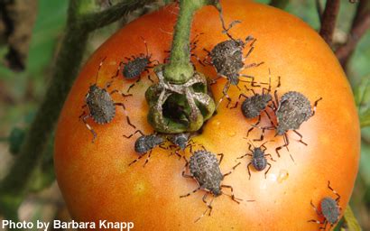 Stink Bug Traps in Gardens may Increase Damage to Tomatoes