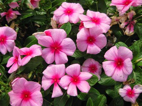 Rotary Botanical Gardens - Hort Blog: Annual Vinca (Catharanthus roseus)