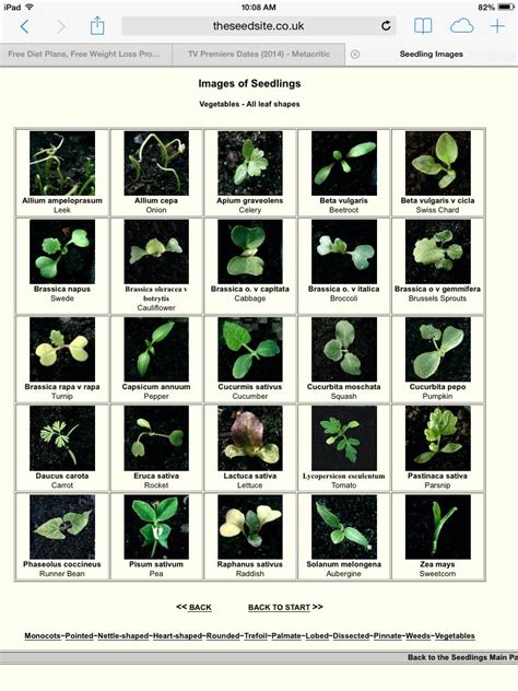 Vegetable Seedling Identification Chart http://theseedsite.co.uk ...