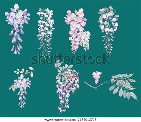 This Painting Depicts Blooming Wisteria Stock Illustration 2134013715 ...