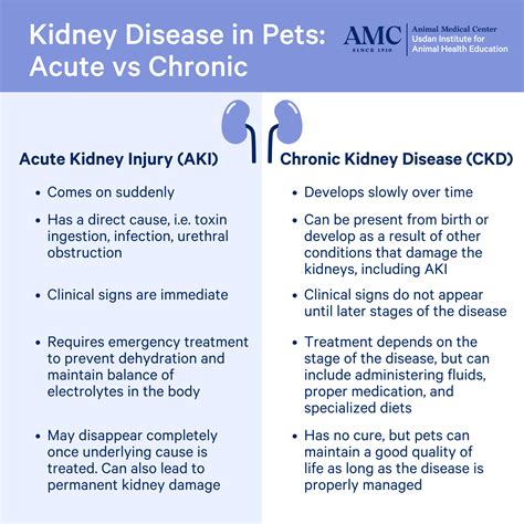 Cat Kidney Disease - INO Pets Parents Network