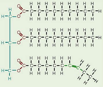 organic chemistry - Saturated vs unsaturated fats - Structure in ...