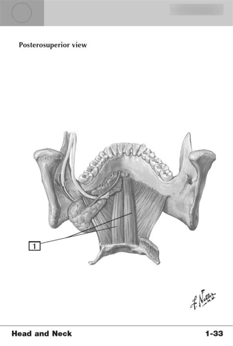 Geniohyoid Function