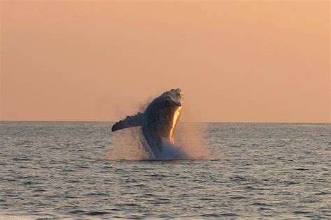 When Is The Best Time For A Maui Whale Watch?