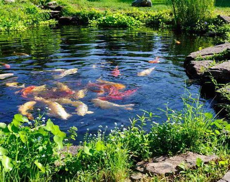 10 Easy Koi Pond Ideas for a Stunning Backyard Oasis