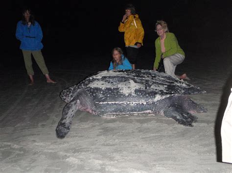 Leatherback Sea Turtle