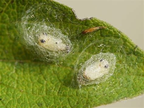 Adorable Brown Lacewing pupae - Hemerobius humulinus | Insect eggs ...