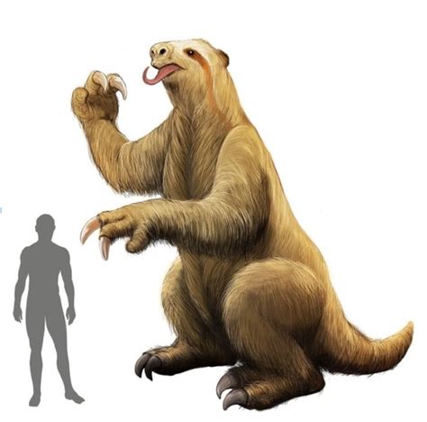 Five-ton giant sloth lived in Costa Rica seven million years ago! | SloCo