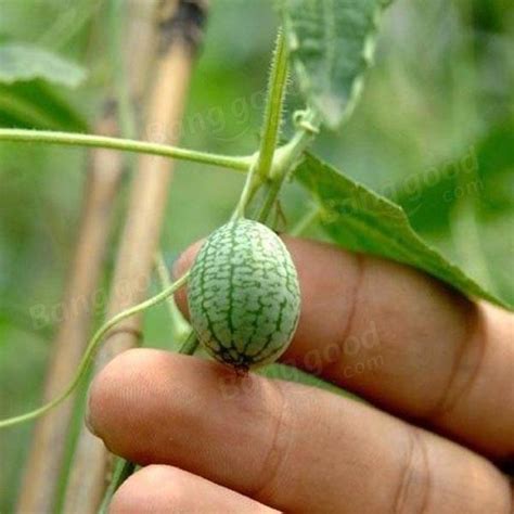 Egrow 10Pcs Super Mini Watermelon Seeds Thumb Watermelon Delicious ...