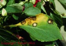 Greenhouse & Floriculture: Impatiens Necrotic Spot Virus and Tomato ...