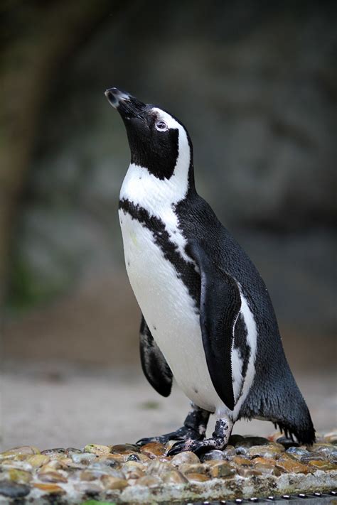 Magellanic Penguin in 2024 | Magellanic penguin, Penguins, Pet birds