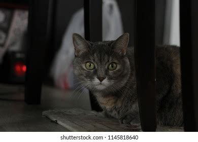 Sneaky Cat Hiding Under Table Stock Photo 1145818640 | Shutterstock