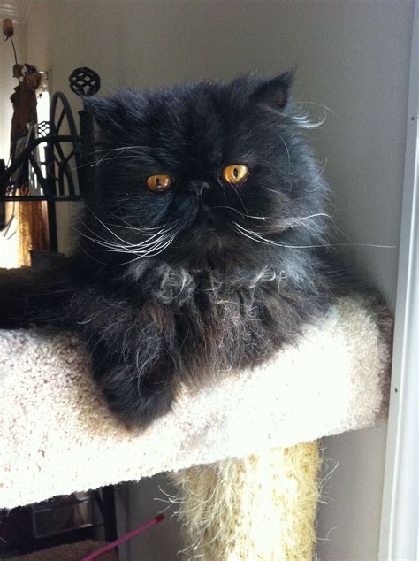 Black Persian Cat Long Hair - Dogs And Cats Wallpaper