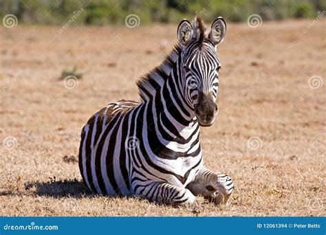 Zebra Sitting stock photo. Image of horizontal, nature - 12061394