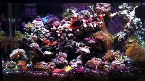 10 Gallon Saltwater Aquarium THE BEST NANO SETUP :) - YouTube