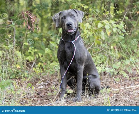 Weimaraner Mix Breed Dog Sitting Outside on Leash Stock Image - Image ...