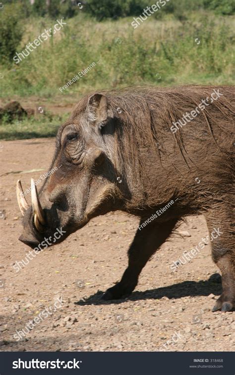 Wild Boar With Tusk Stock Photo 318468 : Shutterstock