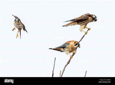 Male and female kestrel hi-res stock photography and images - Alamy