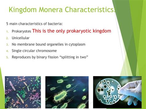 Kingdom monera characteristics