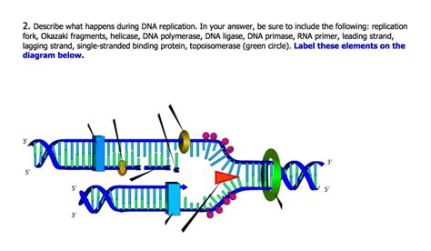 SOLVED: 2 Describe what happens during DNA replication: In your answer ...