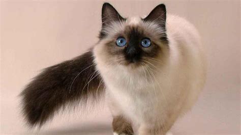 The Balinese Cat Breed - Information, History, & Characteristics