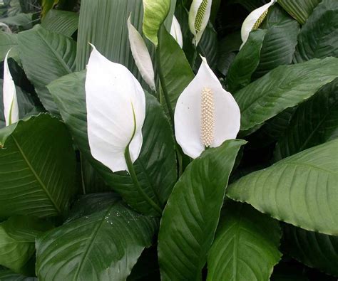 Plants That Look Like Peace Lily - markanthonystudios.net