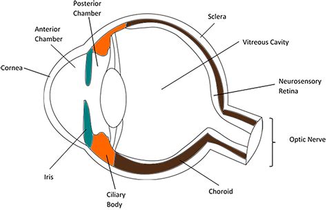 Frontiers | The Cellular Composition of the Uveal Immune Environment