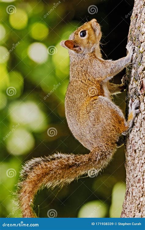 Florida Fox Squirrel Vertically Perched Stock Image - Image of forest ...