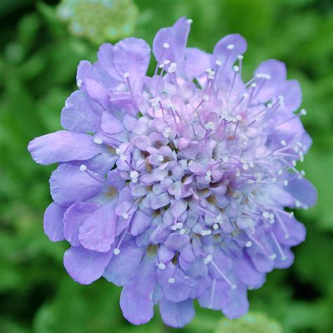 Scabiosa Butterfly Blue Pincushion Flower for Sale | Rare Roots