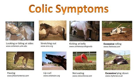 Spring is here: COLIC TIME... We have an Old Cowboy Remedy and another ...