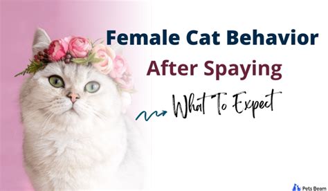 Female Cat Behavior After Spaying (What To Expect) - PetsBeam.com