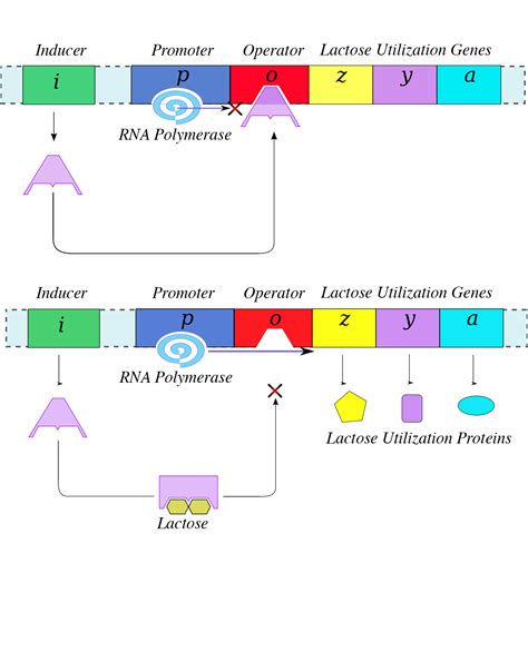 Prokaryotic Gene Regulation | Biology for Non-Majors I