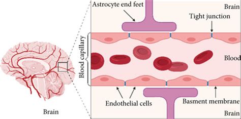 A schematic diagram of brain and simple longitudinal zoom in blood ...