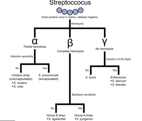 Gram Negative Cocci Flow Chart