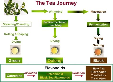 Tea Manufacturing Process Flow Chart