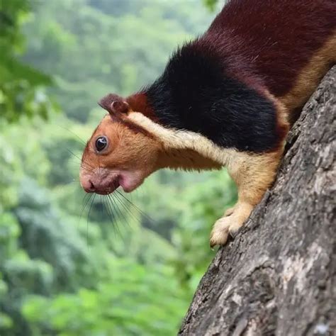 Indian Giant Squirrel - Facts, Diet, Habitat & Pictures on Animalia.bio