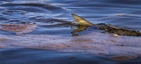 How marine wildlife are suffering from the SoCal oil spill