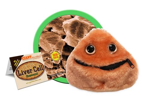 Liver Cell (Hepatocyte) Plush, Comes packaged with a hangtag that ...